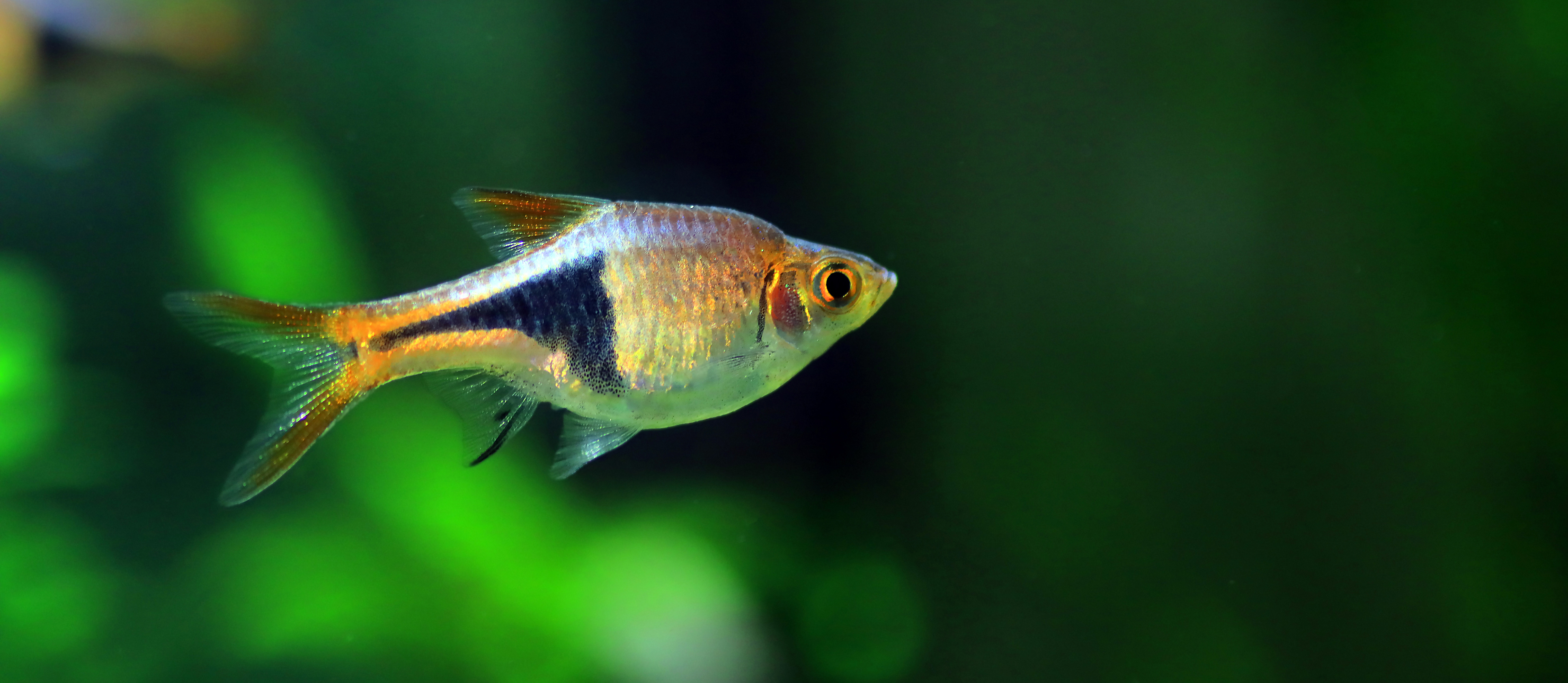 Arlequin rasbora